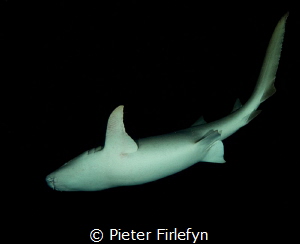 nurse shark by nightdive by Pieter Firlefyn 